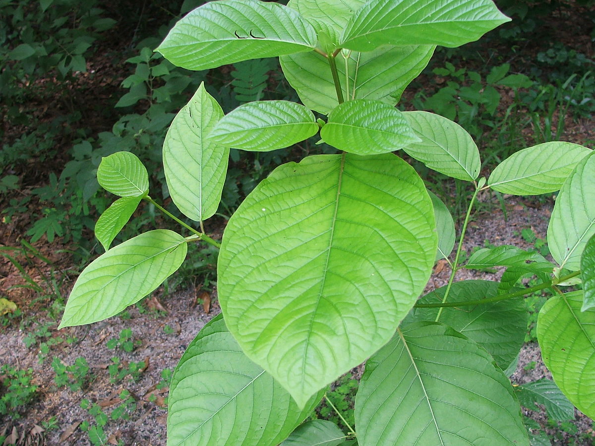 Kratom Tea Delivery Chiang Mai – Fast, Fresh, and Reliable
