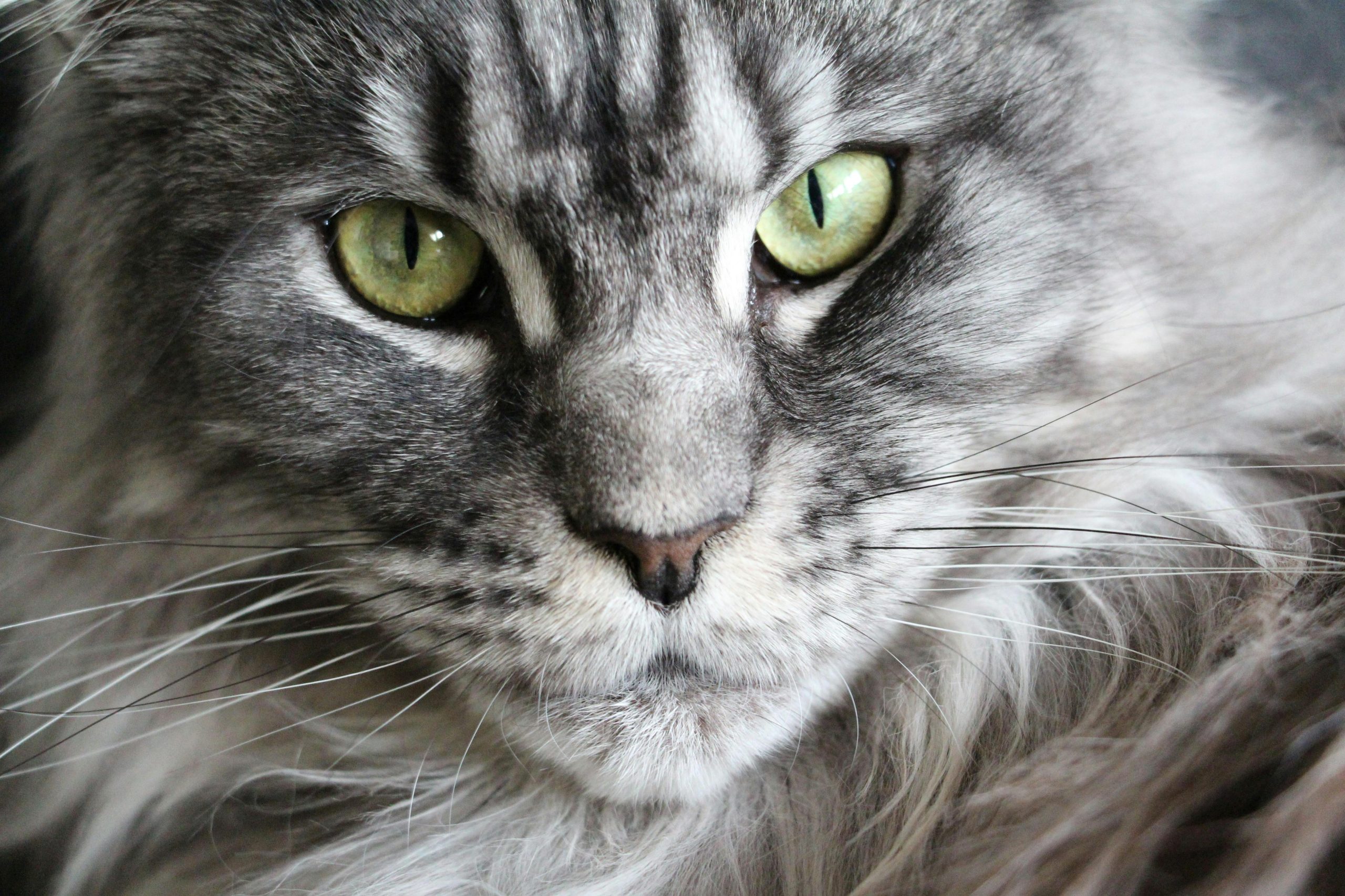 Rare Color Maine Coon Kittens for Sale from Reputable Breeder