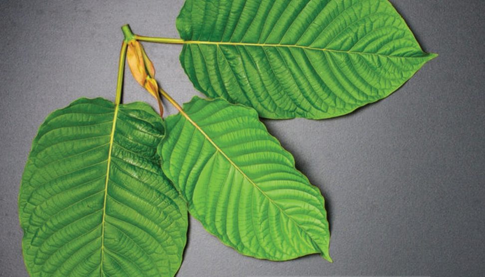 kratom-2