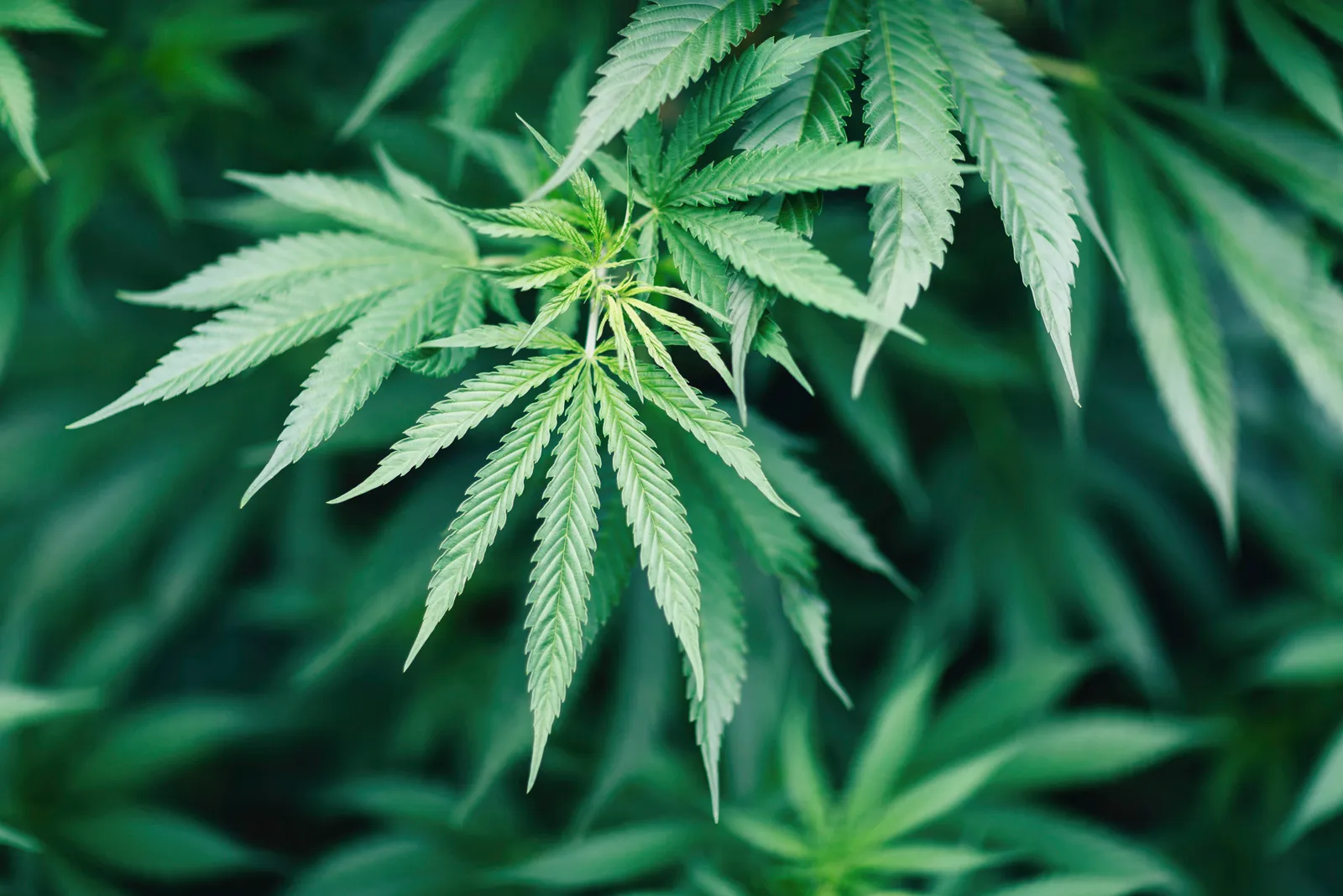 Cannabis club hamburg | Zukunft des legalen Cannabis