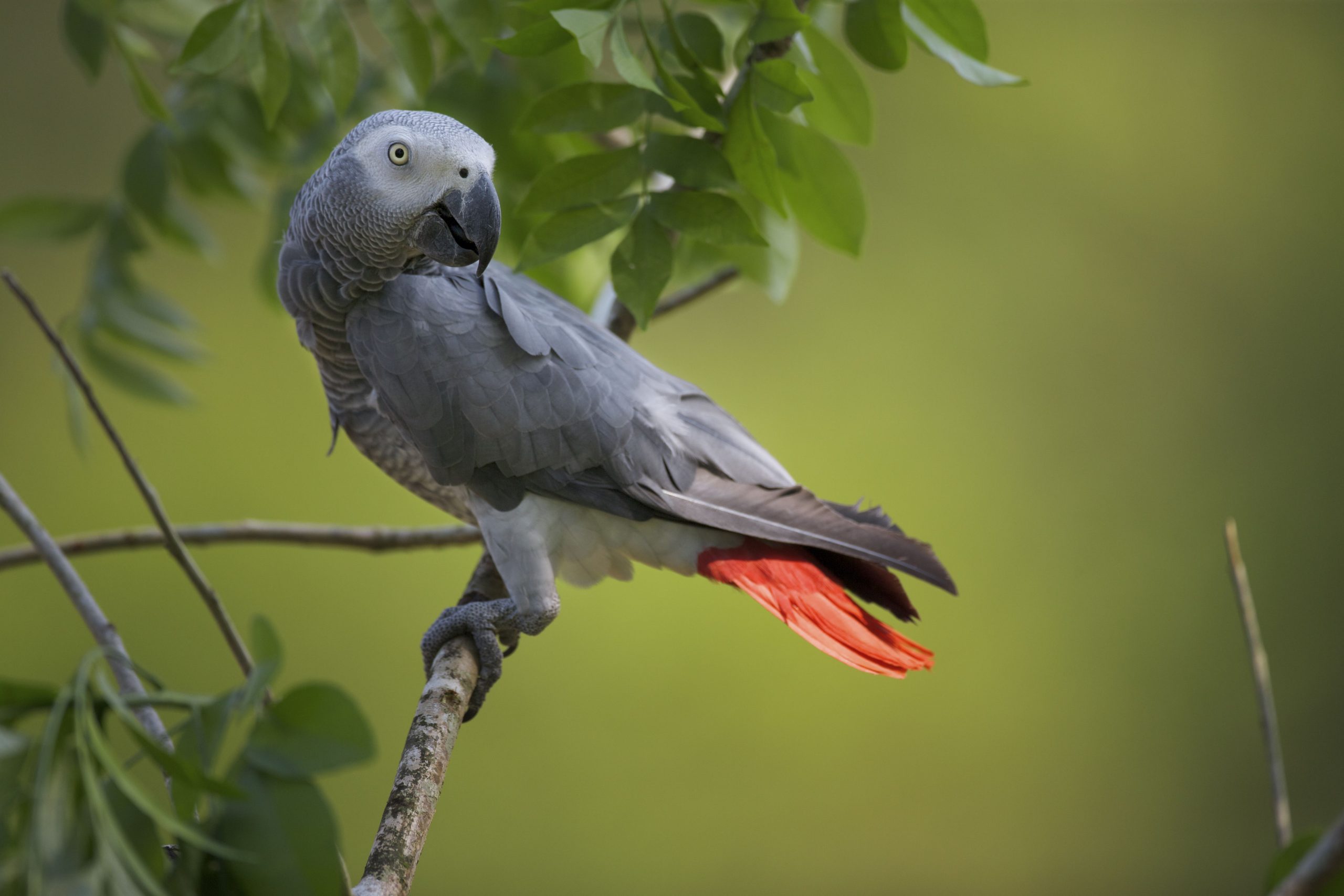 Cockatoo Parrots – Customer Satisfaction Amazing Birds Farm